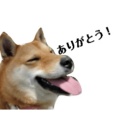 shiba-bun_20260104093843