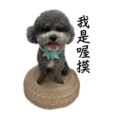 灰色的貴賓小喔摸Omo