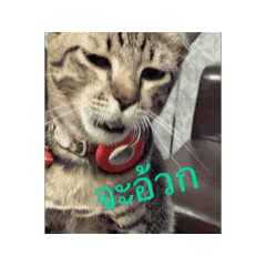 Alice_20260104194118