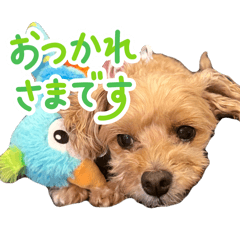 Chocola_20260104155126