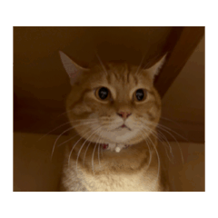 daichan_20260104175039