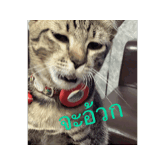 Alice_20260105073703