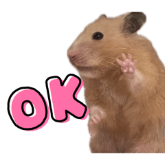 hamlove_20260104155303