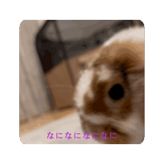 momo_20260104223951