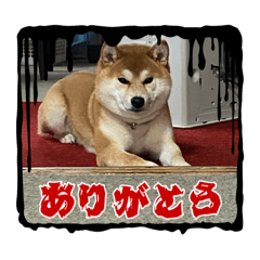 柴犬很可爱。