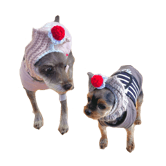 Milk & Choco (2 intelligent dogs)