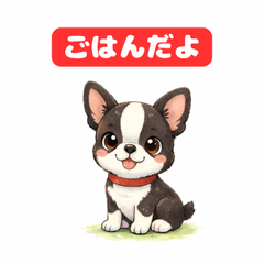 Cute & Cozy Boston Terrier