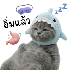 สก็อตติชโฟลด์หมวกฉลามแบ๊วๆ