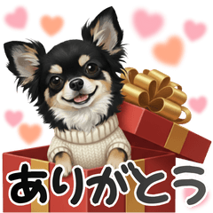 チワワが送る✉️メッセージ