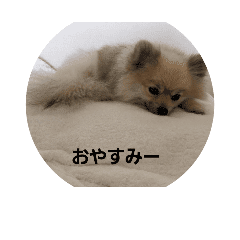 犬バカの犬バカによる犬バカの犬スタンプ Line スタンプ Line Store