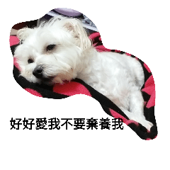 honey  dog