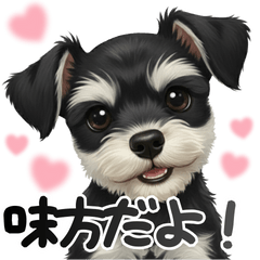 シュナウザーが送る✉️メッセージ