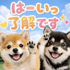 飛び出す♡まいにちわんこ