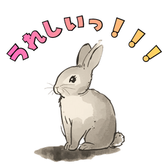 Everyday Bunny Stickers !