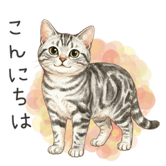 いつでも使える アメショ敬語スタンプ