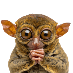 Cute-Eyed Tarsier Reactions