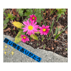 msk_20260103194644