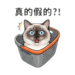 Louie洗衣籃人生