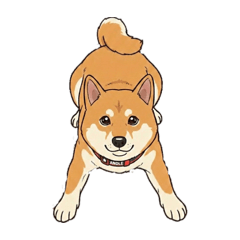 しば犬のしゅうたくん