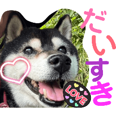 Shii_20260104210712