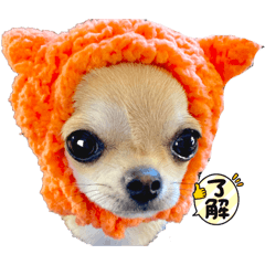 chihuahua-grace
