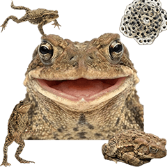 BIG! 두꺼비 실사