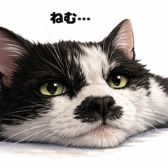 うちの猫（脱力系）