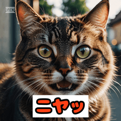 เหมียวรีแอค