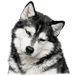 【ずっと使える】ハスキーのユニークな表情