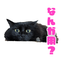 My cat's name is Curl.