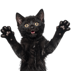 Round-Eyed Black Kitten Baby