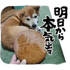 Shibashiba-Mameshiba