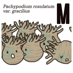 Pachypodium and Dioscorea elephantipes