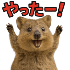 Happy Animal_Quokka Wallaby45