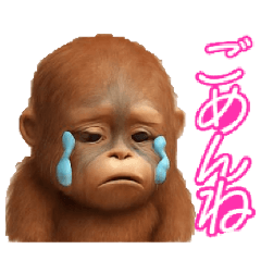オランウータン♠子[3D]便利.可愛い.大文字