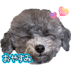 Poopoo_20260103142303