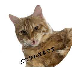 kinako_20260105093754