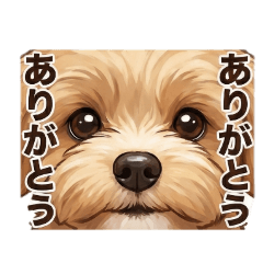 ​心の声を代弁！虚無と愛嬌のマルプー