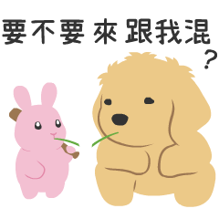 紐約狗狗的叛逆小黃金