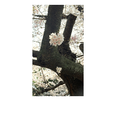 cherry blossom of shukugawa