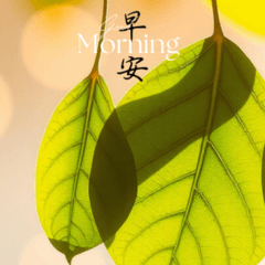 Elegant Morning Greetings: Good Time