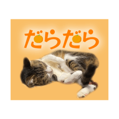 nigiri_20260103213649