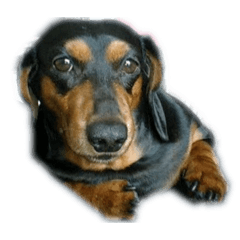 papicon_20260103221708