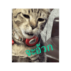 Alice_20260105140229