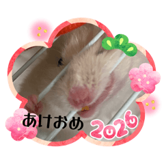 doubutusannti_20260104003517