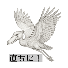 funifuni_20260105142637