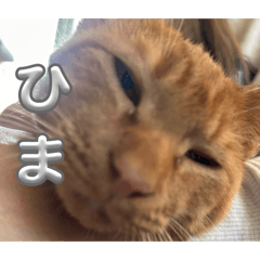 CAMEL_20260106011035