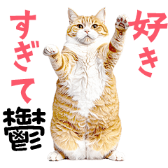 Extinction nyantomo! real Fat Cats meme