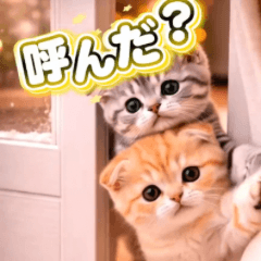 BIGsticker cat Scottish Fold