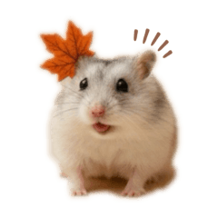 SALAKJIT_20260105153250